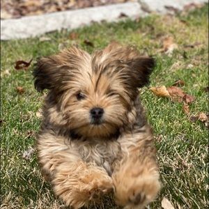 Meet your Posher, Lauren